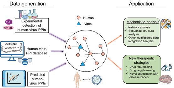 中國農業大學生物學院張子丁課題組在《Briefings in Bioinformatics》發表人-病毒蛋白互作計算研究綜述